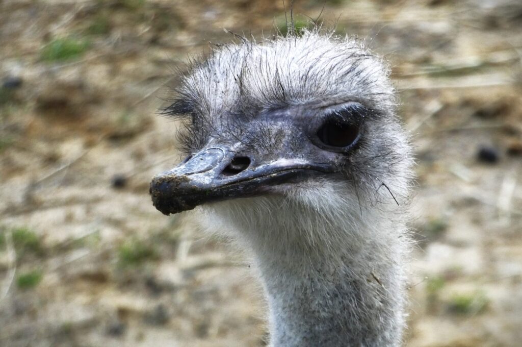 head of an ostrich