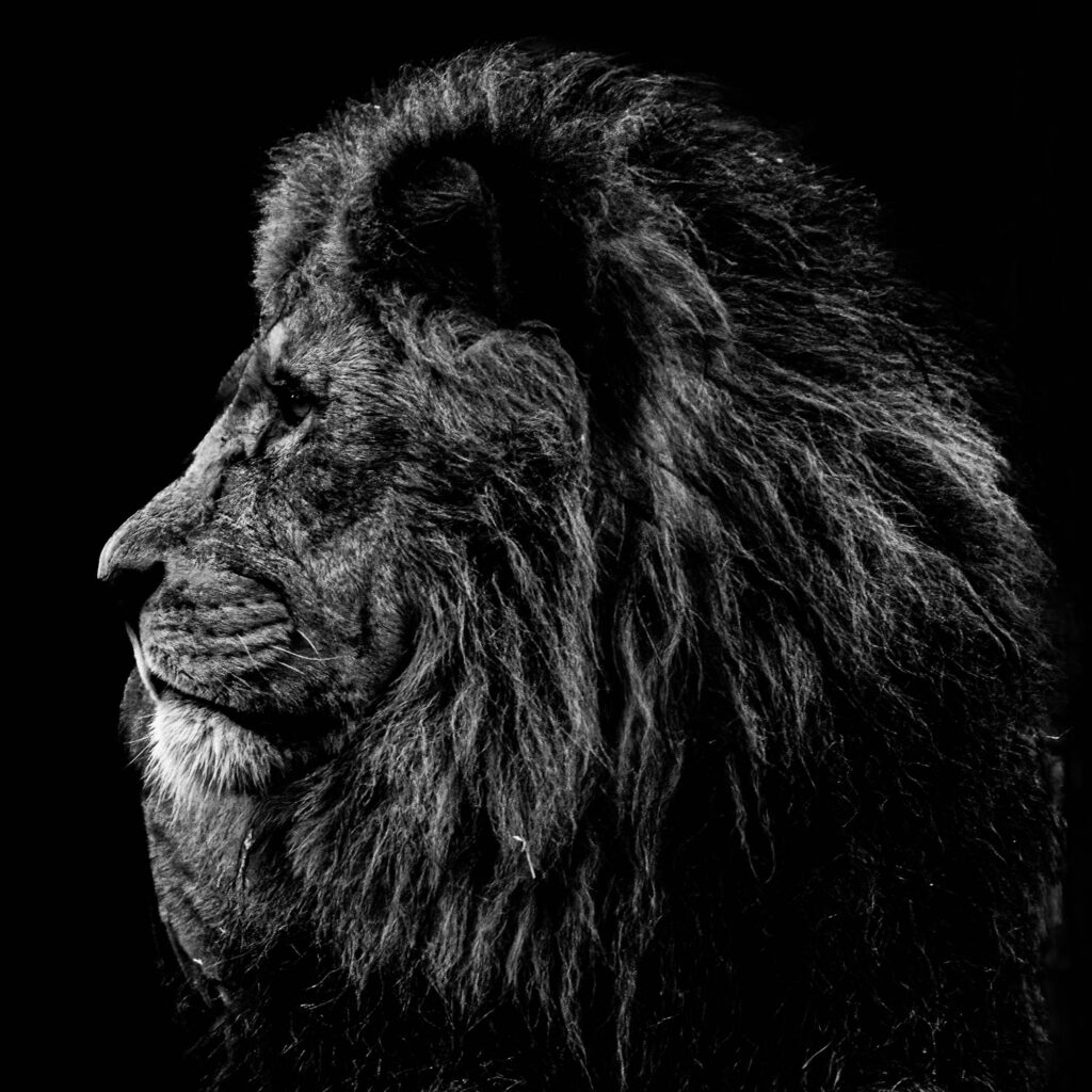African lion
