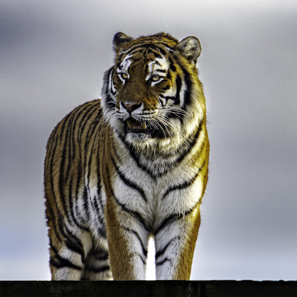 amur tiger