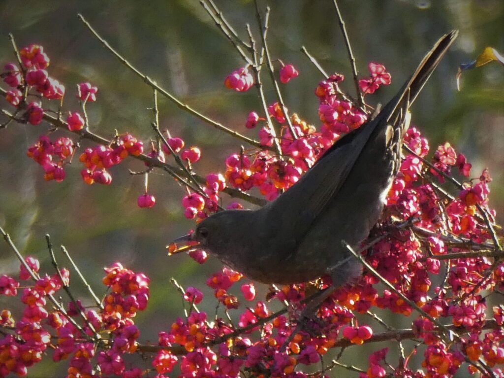 bird eating berries