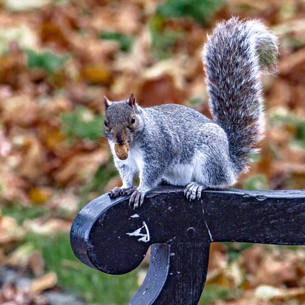 squirrel with nut in its mouth