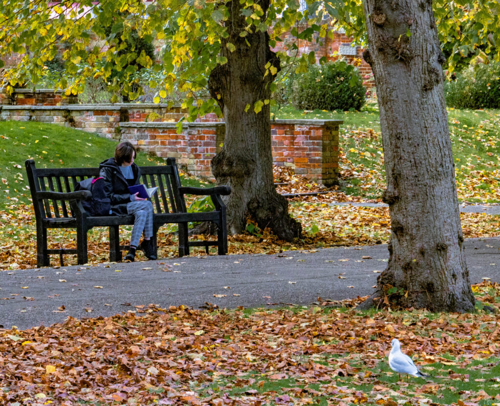 girl reading a book on a park bench