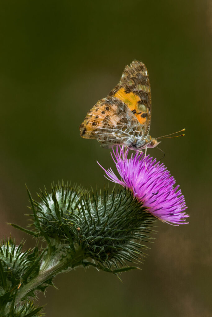 Butterfly on a thistle