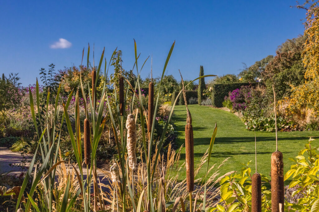 Bull rushes at RHS Hyde Hall.