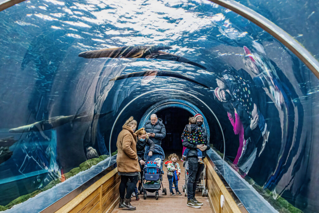 Sealion tunnel in Colchester Zoo