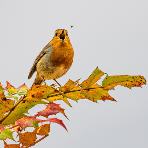 a robin about to eat a fly
