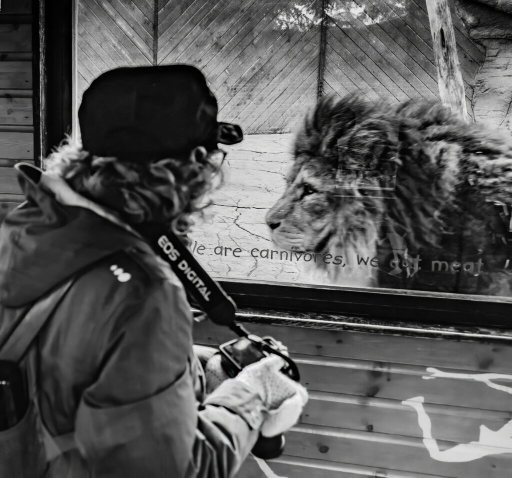 Black & white image of a photographer outside the lion enclosure at Colchester zoo.